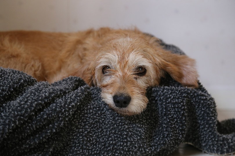 Why Does My Dog Pee on His Blanket? 9 Vet-Reviewed Reasons