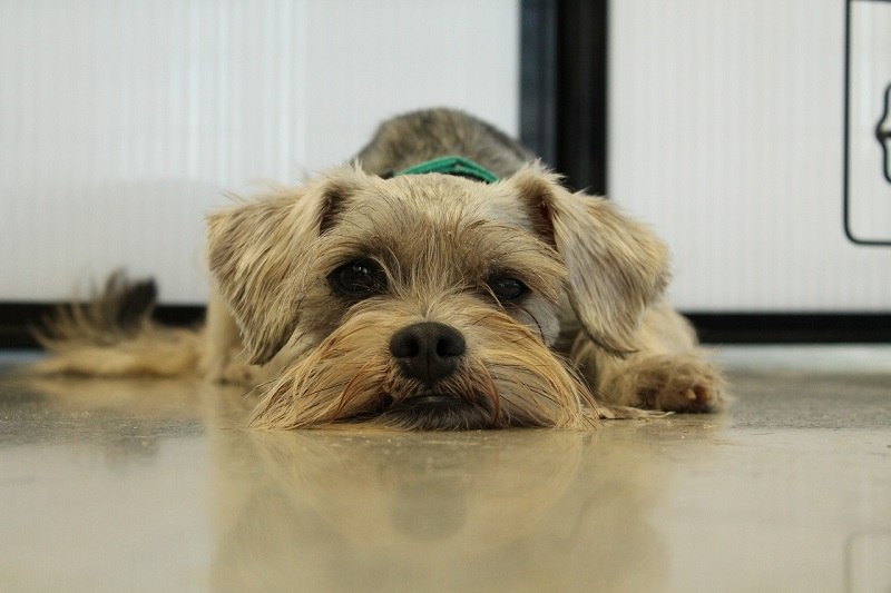 Do Dogs Stress-Eat? Vet Answer & Tips