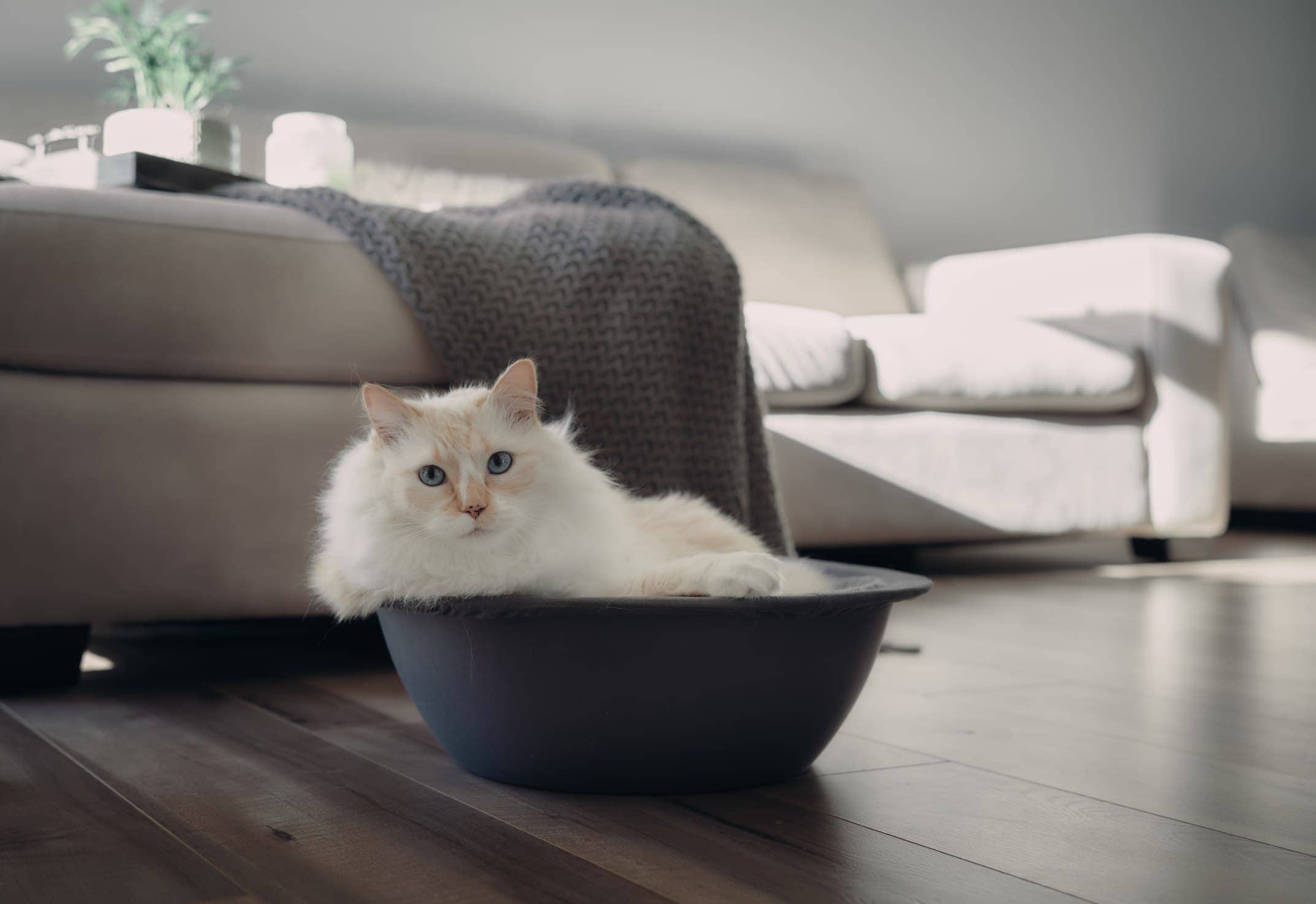 6 Best Modern Cat Beds - 2026 Reviews & Top Picks
