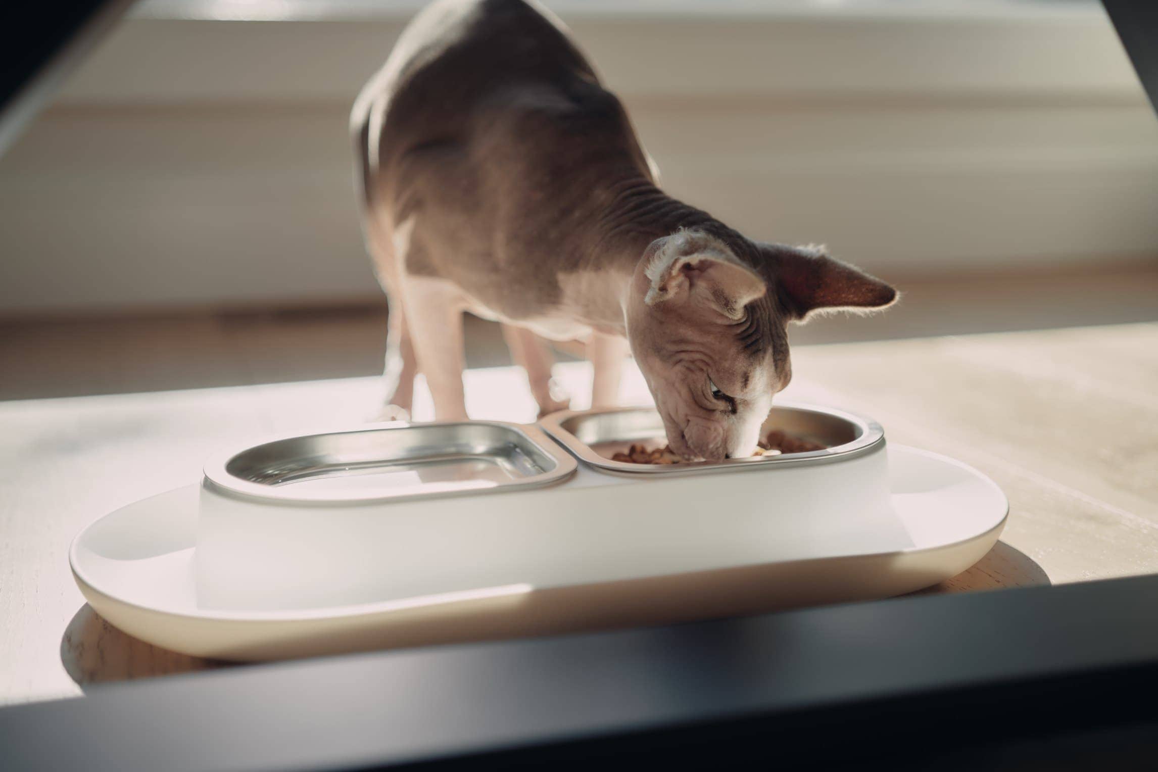 10 Best Cat Water Bowls in 2026: Reviews & Top Picks