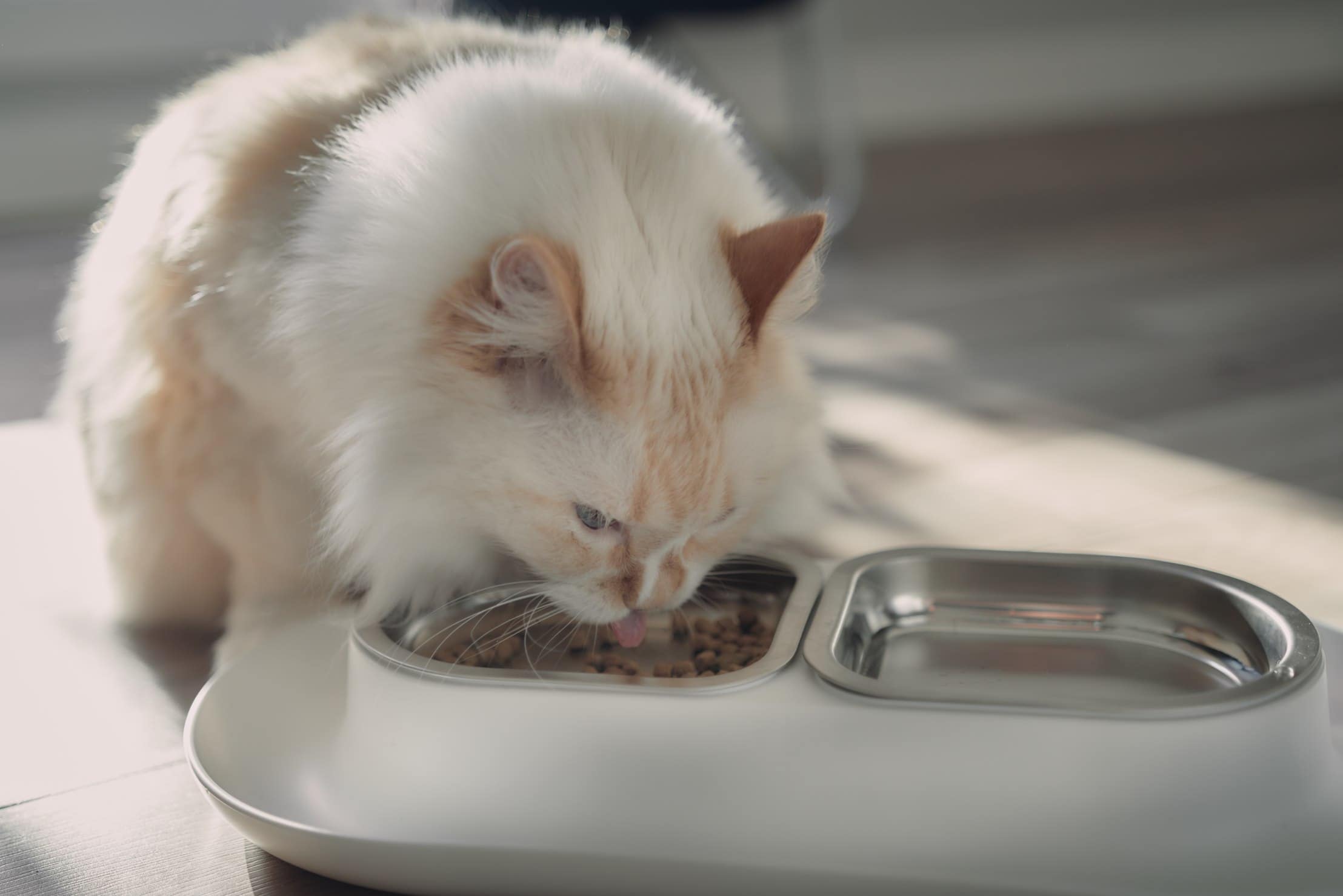 11 Best Cat Foods for Smelly Poop - 2026 Reviews & Top Picks