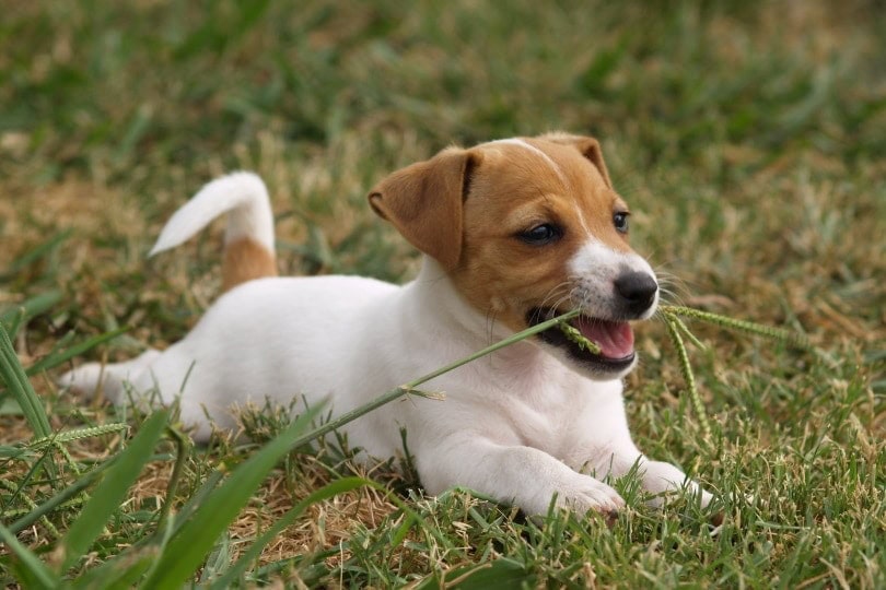 Do Dogs Eat Grass When Their Stomach Hurts? 7 Vet-Reviewed Reasons