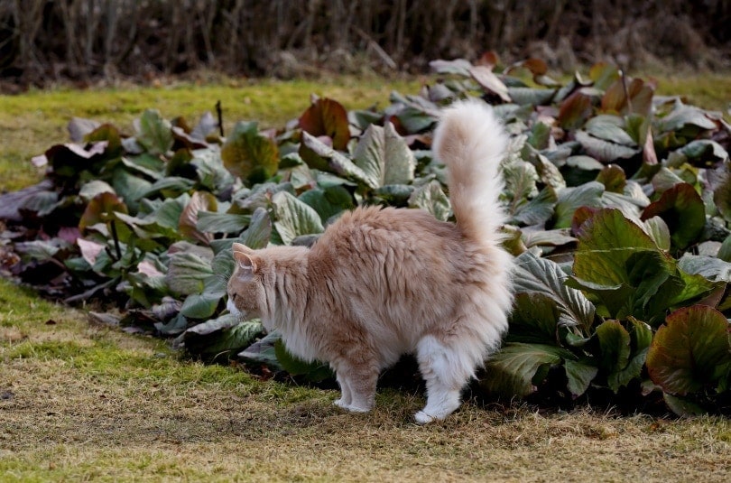 Do Cats Pee to Mark Their Territory? Vet-Approved Facts & FAQ