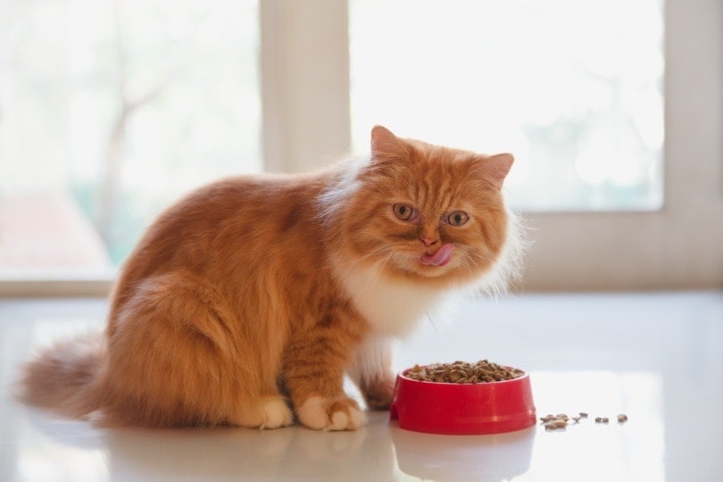 10 Best Cat Foods for Allergies in Australia — 2026 Reviews & Top Picks