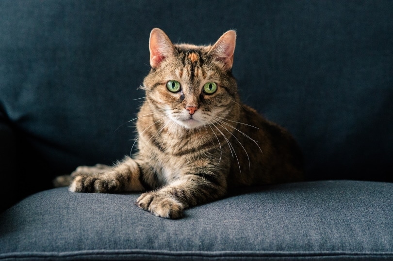 What Do Cats Think About? Understanding the Feline Mind