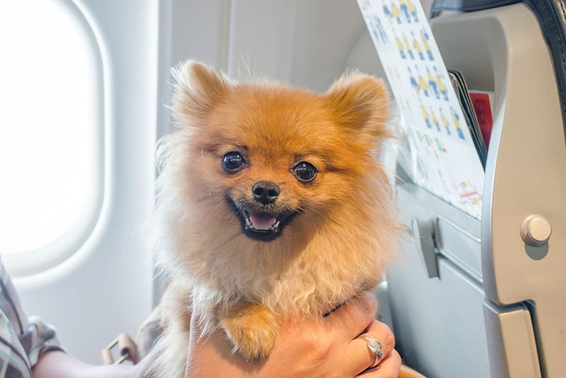 Traveling With Dogs to Hawaii: What to Know Before You Go