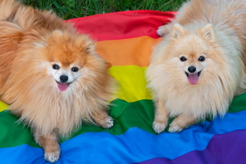 Can Dogs See Color? Vet-Reviewed Canine Eye Perception Facts