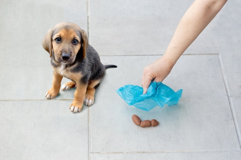 Why Won’t My Dog Poop Outside? 8 Possible Reasons & Solutions