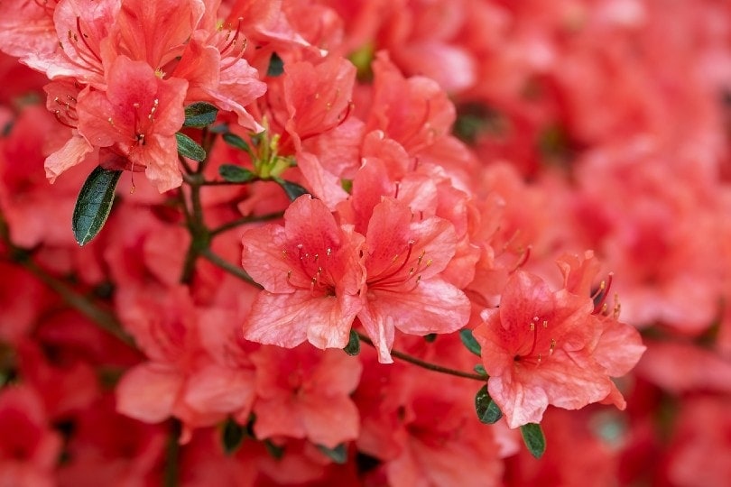 Are Azaleas Poisonous to Cats? Vet-Reviewed Tips to Keep Your Cat Safe