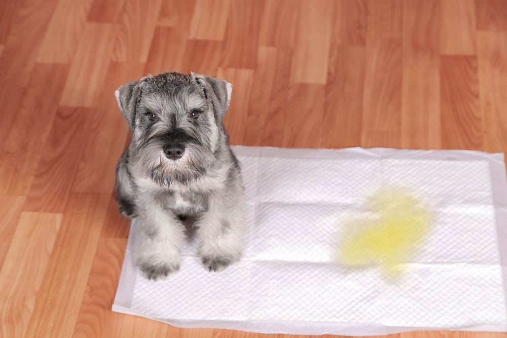 Why Does My Dog Pee Next to the Pad? 9 Vet-Reviewed Reasons