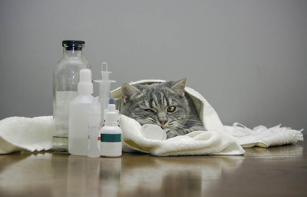How to Tell if a Cat Has Internal Bleeding (Vet Answer)