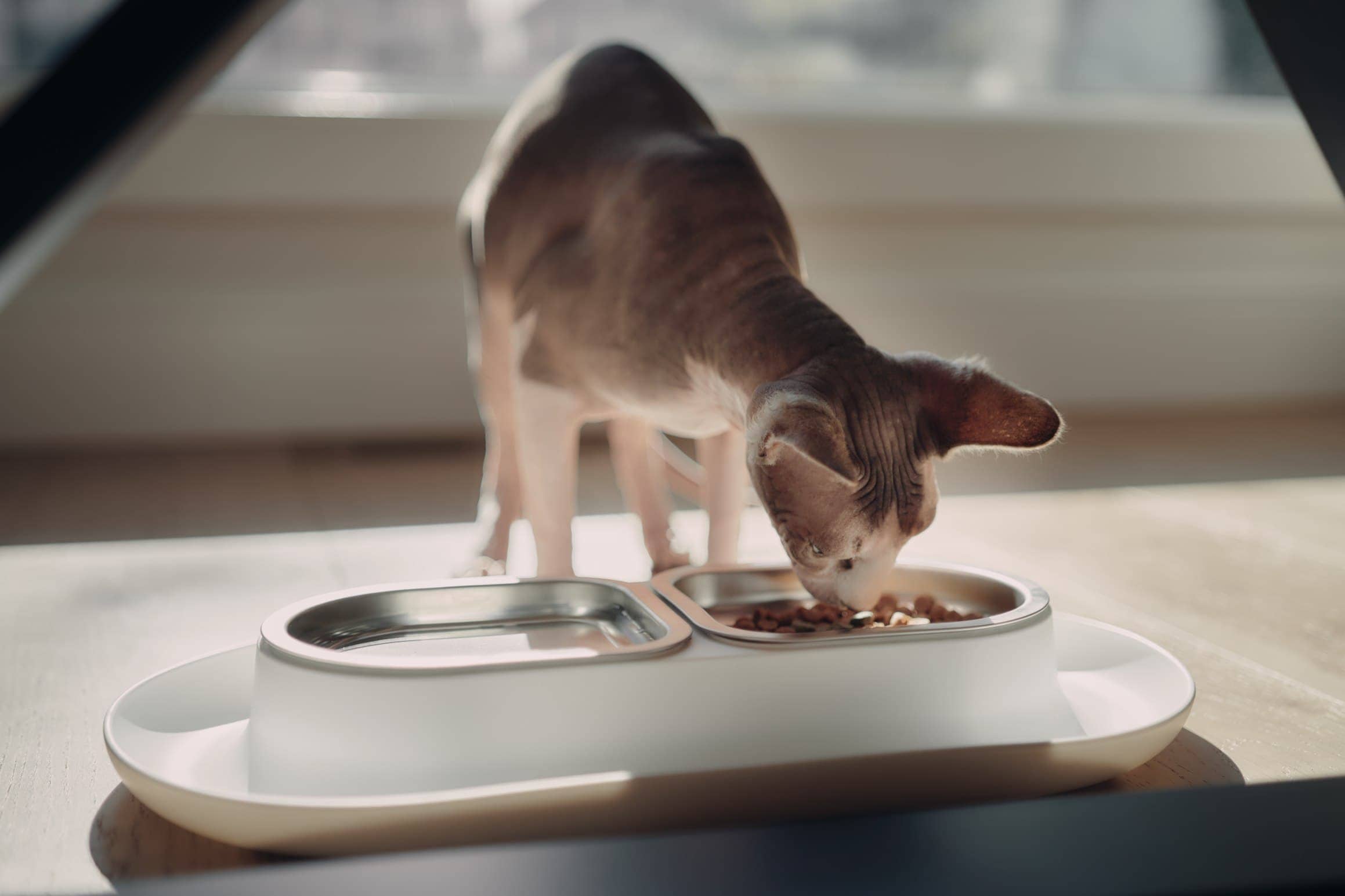 7 Best Luxury & Modern Cat Bowls in 2026 - Reviews & Top Picks