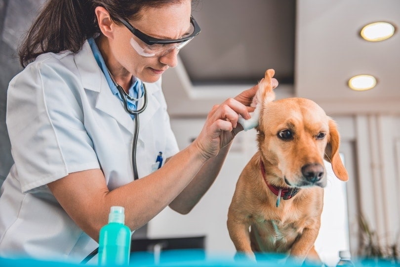 What Breeds of Dogs Are Prone to Deafness? Vet Reviewed Guide & FAQ