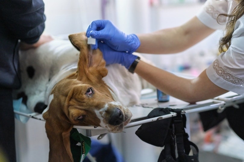 Can Ingredients in Dog Food Cause Ear Infections? Vet-Approved Facts & Care