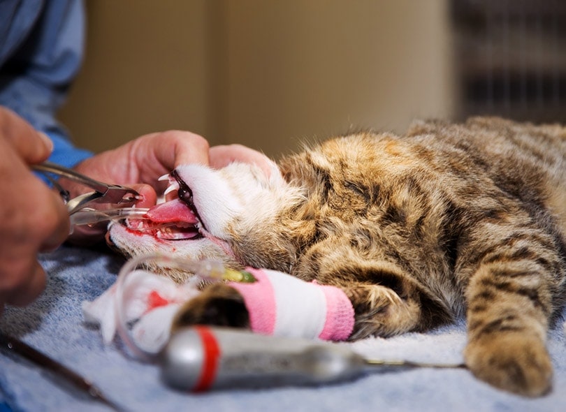 How Much Does Cat Teeth Removal Cost? 2026 Pricing Guide