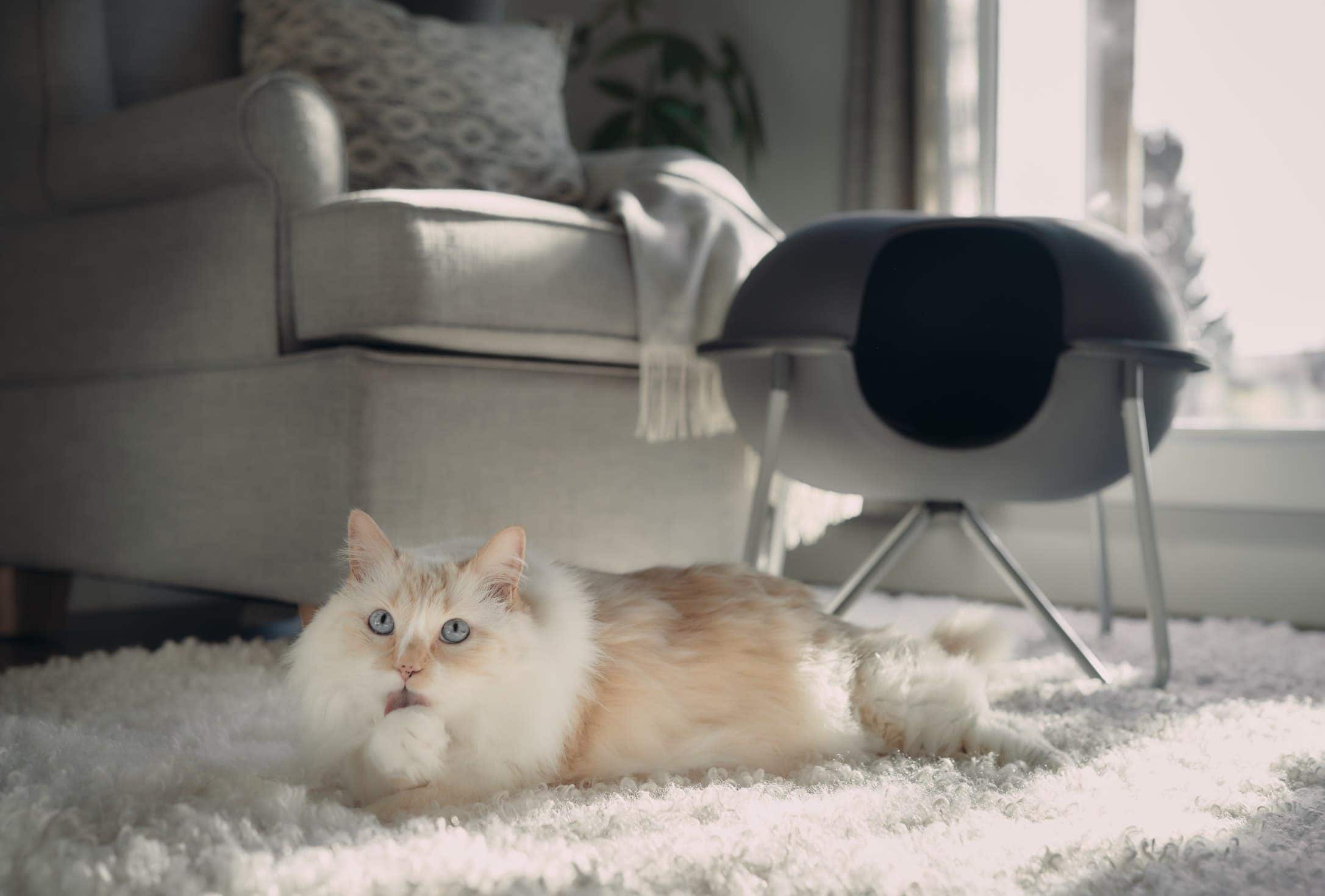 How Much Space Does a Cat Need? Indoor Space Per Pet