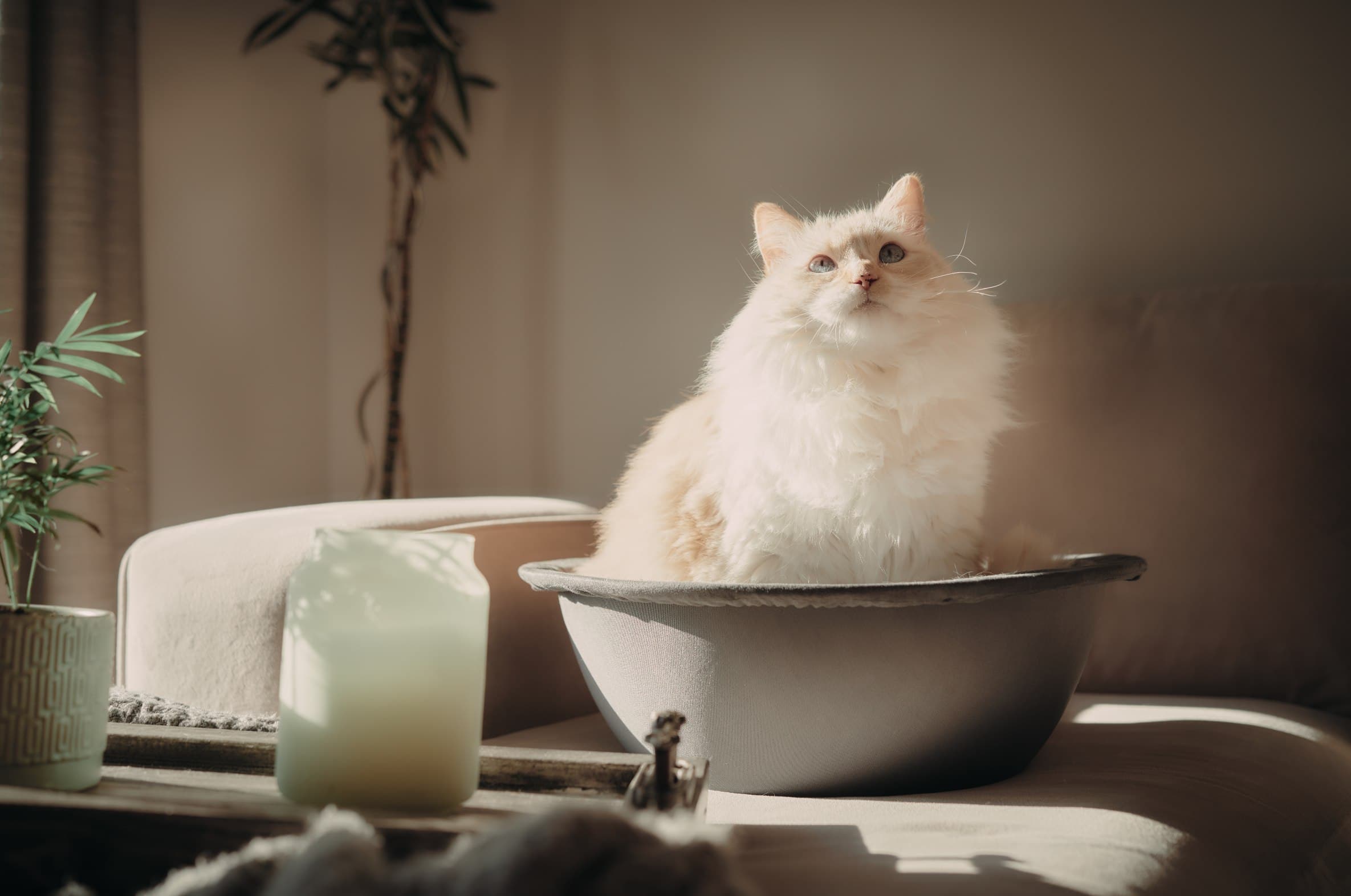 8 Best Cat Beds for Older Cats - 2026 Reviews & Top Picks