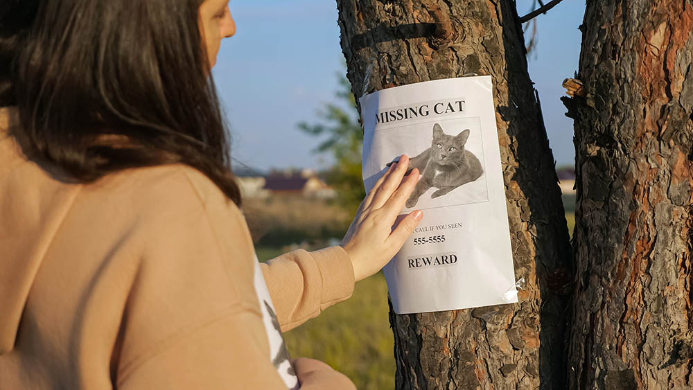 How To Make a Missing Cat Poster: 7 Templates & What To Include