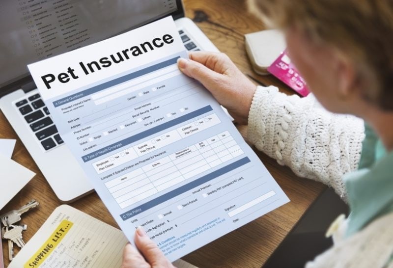 How Much Does Pet Insurance Cost in Ohio? (2026 Update)