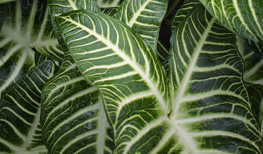 Are Zebra Plants (Haworthia) Toxic to Cats? Vet-Approved Safety Tips