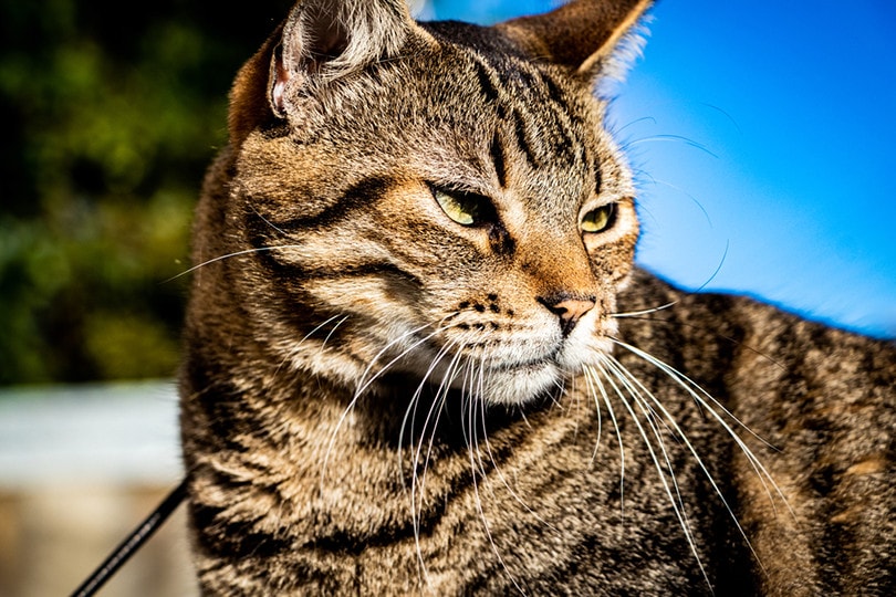 Brazilian Shorthair Cat: Info, Pictures, Characteristics & More