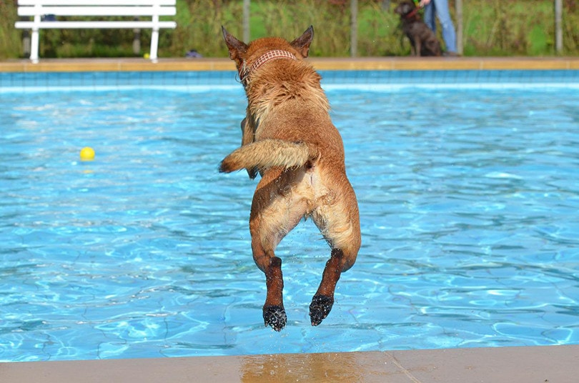 How to Get Your Dog to Like Swimming: 7 Possible Ways