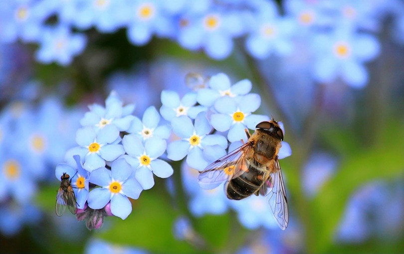 Are Forget-Me-Nots Poisonous to Cats? Vet-Approved Facts and Safety Guide