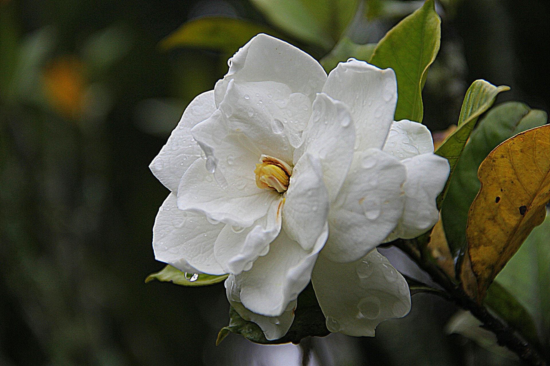 Are Gardenias Poisonous to Cats? Vet-Verified Facts, Risks & Treatments