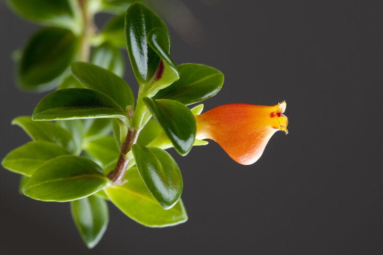 Are Goldfish Plants Toxic to Cats? Vet-Reviewed Safety Facts