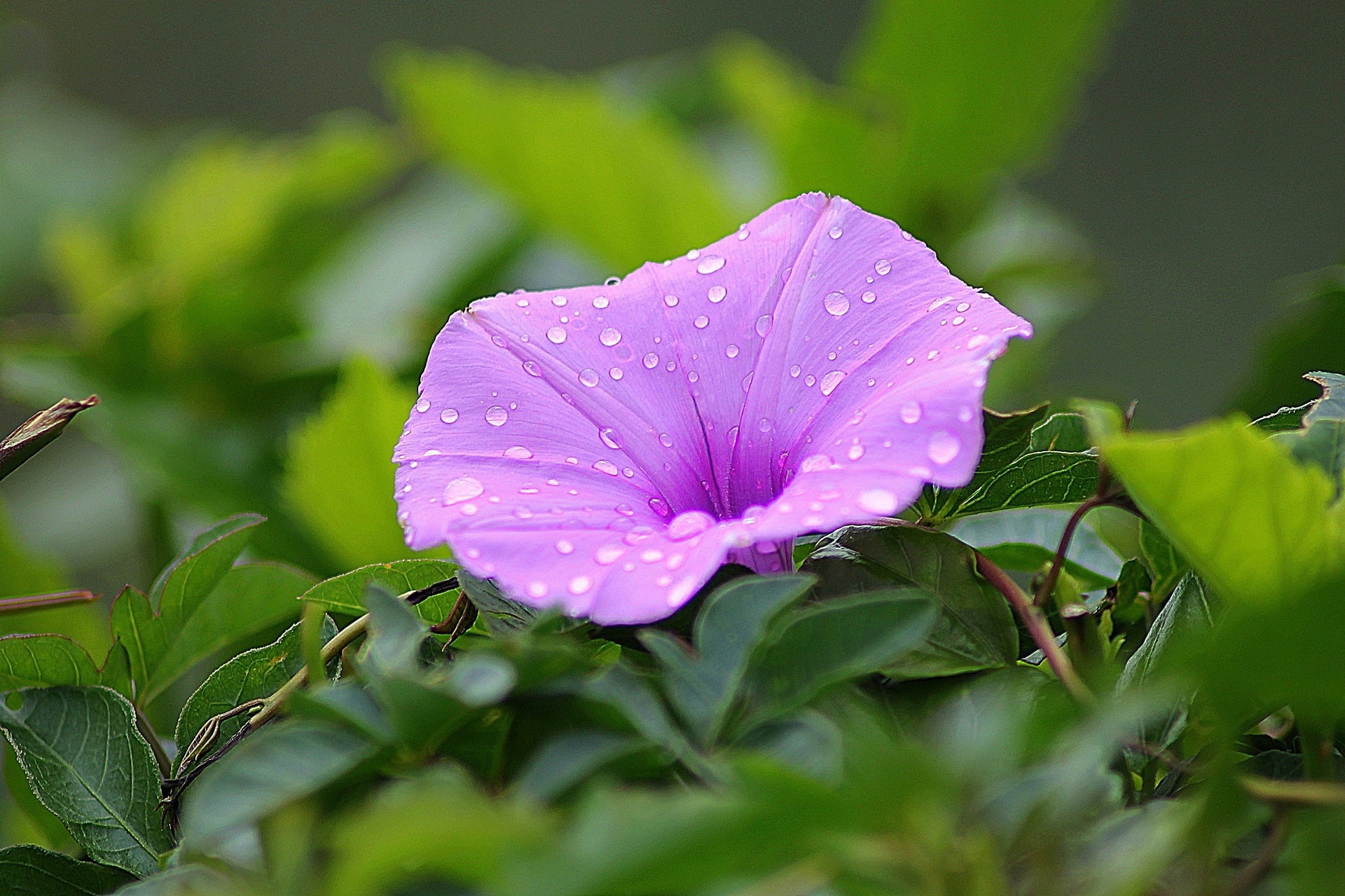 Are Morning Glories Poisonous to Cats? Vet-Approved Risks & Facts