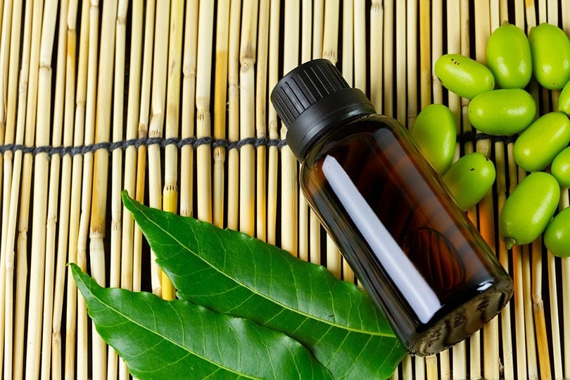 Is Neem Oil Toxic to Cats? What You Need to Know