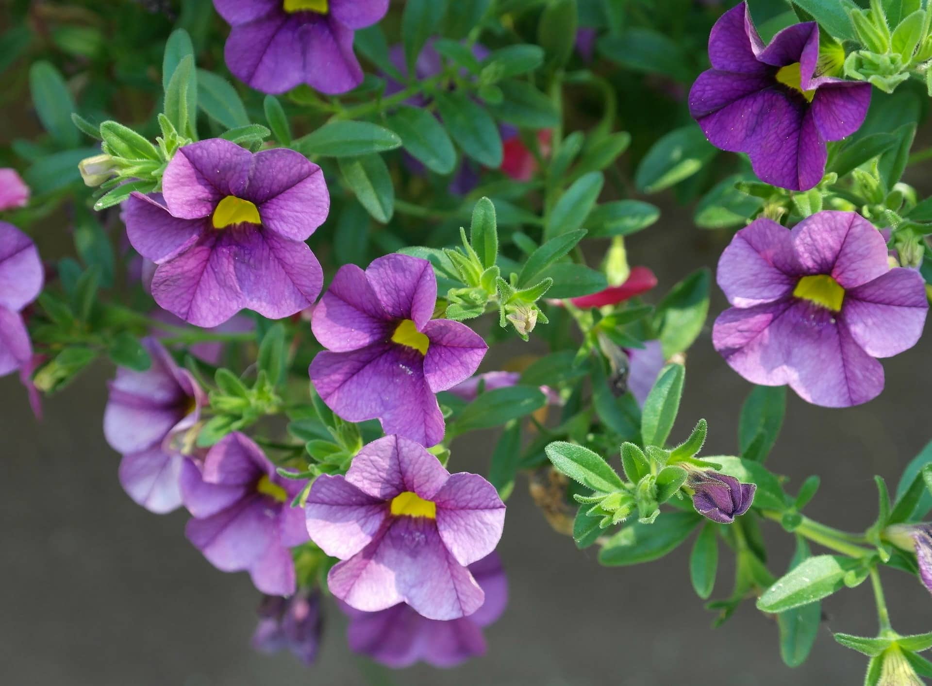 Are Petunias Poisonous for Cats? Vet-Reviewed Safety Facts