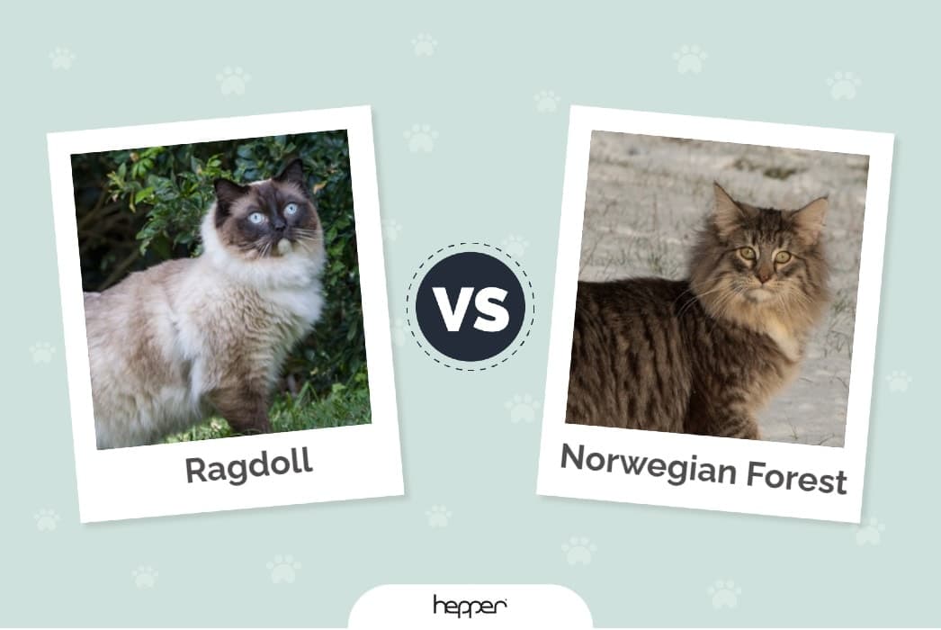 Ragdoll vs Norwegian Forest Cat: Pictures, Differences & What to Choose