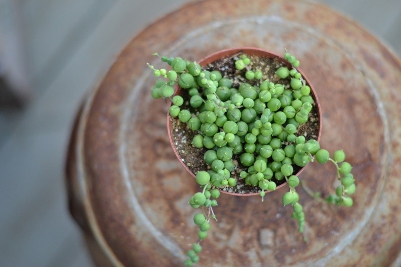 Are String of Pearls Toxic to Cats? Keeping Your Pet Safe