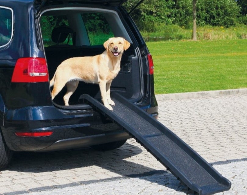 8 Best Dog Ramps for Older Dogs - 2026 Reviews & Top Picks