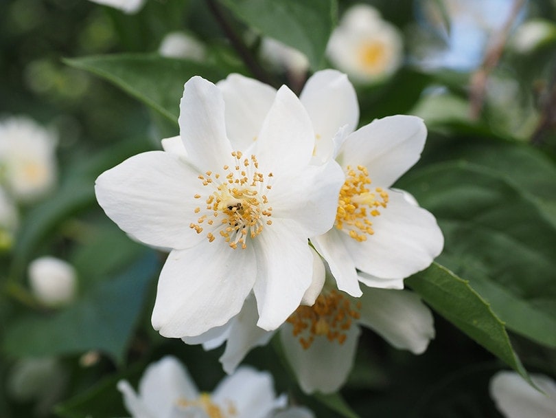 Is Jasmine Toxic to Cats? 10 Species & Their Toxicity