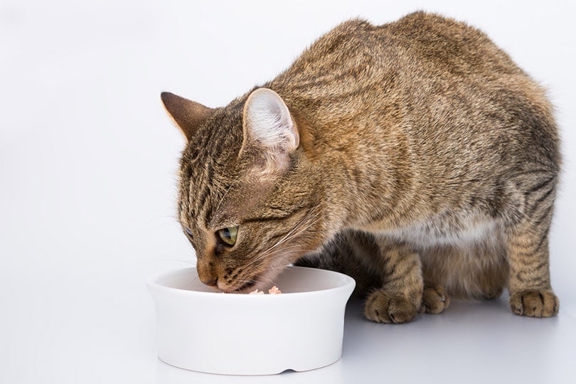 6 Foods High in Potassium for Cats (Vet Answer)