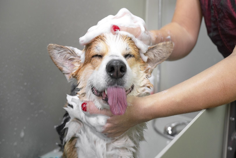 How to Bathe a Dog — 10 Tips and Tricks
