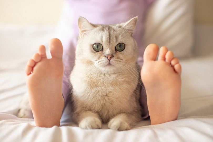 Do Cats Protect You When You Sleep? Interesting Facts