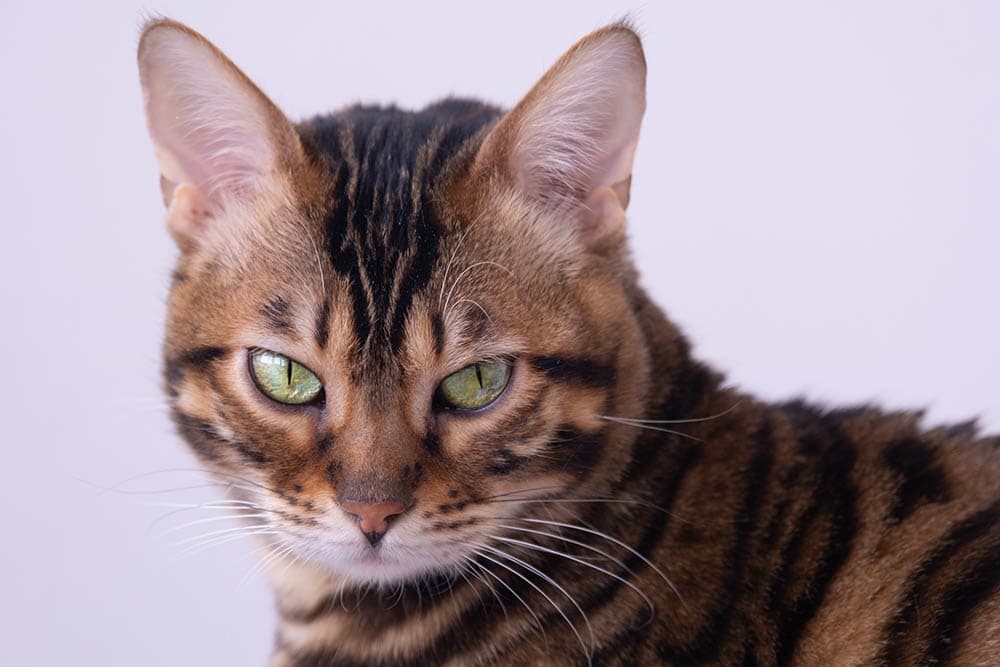 20 Interesting Bengal Cat Facts: Appearance, Origin & Traits