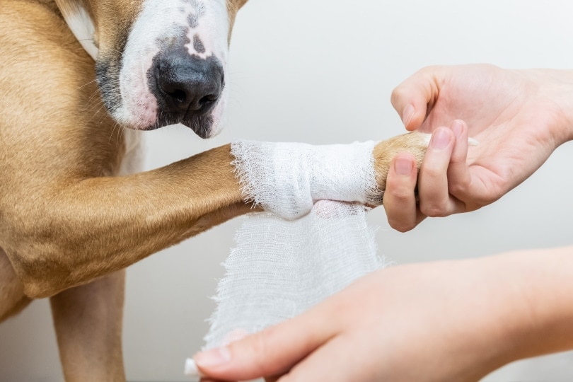 National Pet First Aid Awareness Month 2026: When It Is & How It's Celebrated