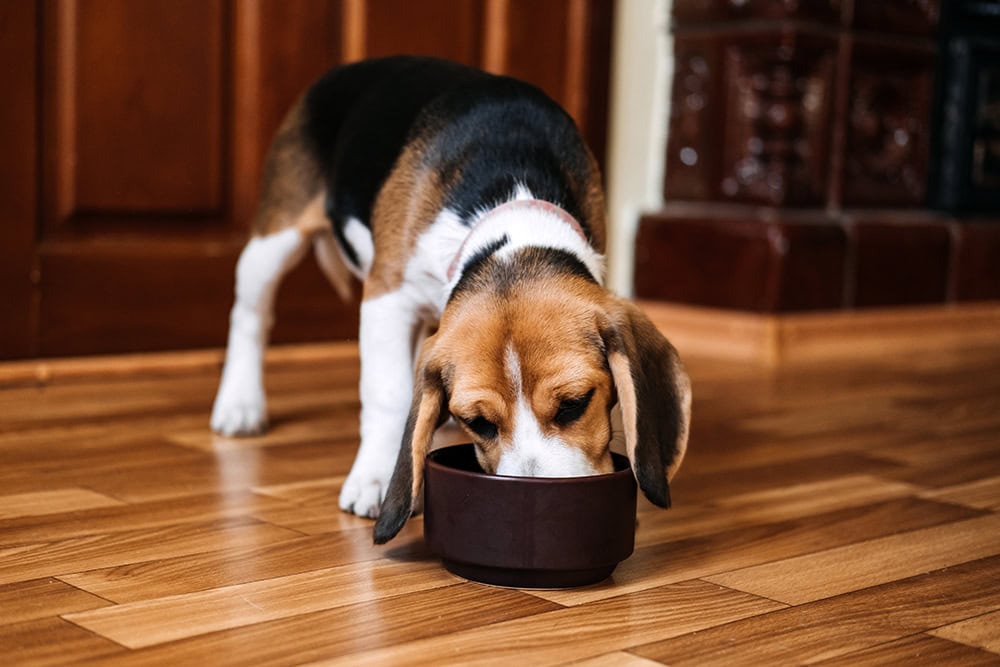 Best Dog Foods for Yeast Infections: Let Diet Support the Treatment