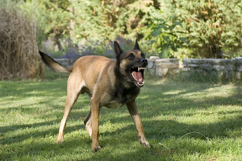 How to Stop a Dog From Barking at Noises: 5 Vet-Approved Tips
