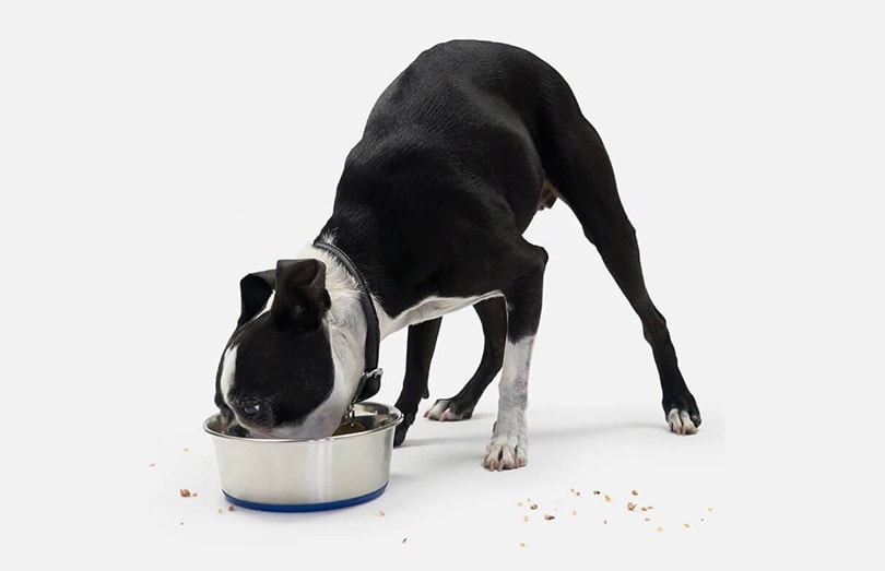 6 Nom Nom Dog Food Alternatives: Which is Better? (2026 Update)