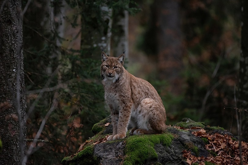 Can Bobcats Breed With Domestic Cats? Facts & Exotic Looking Breeds