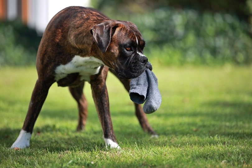 Why Does My Dog Steal My Clothes? 5 Vet-Verified Reasons & How to Stop It