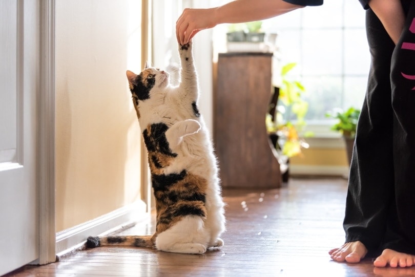 Can Cats Be Trained Like Dogs? Helpful Tips & Advices
