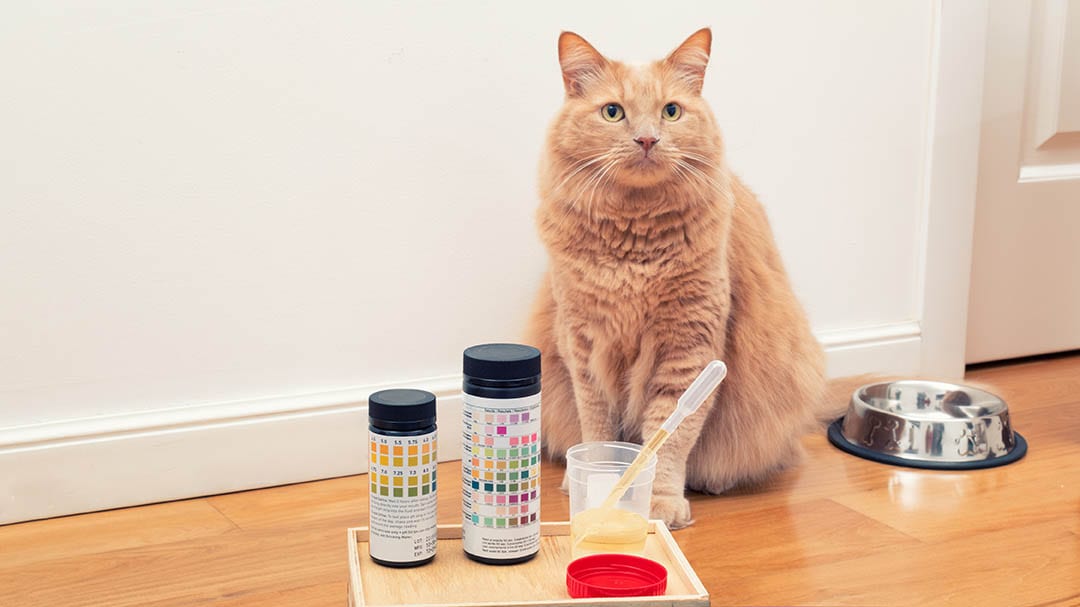 How To Prevent UTIs (Urinary Tract Infections) In Cats: Our Vet Explains