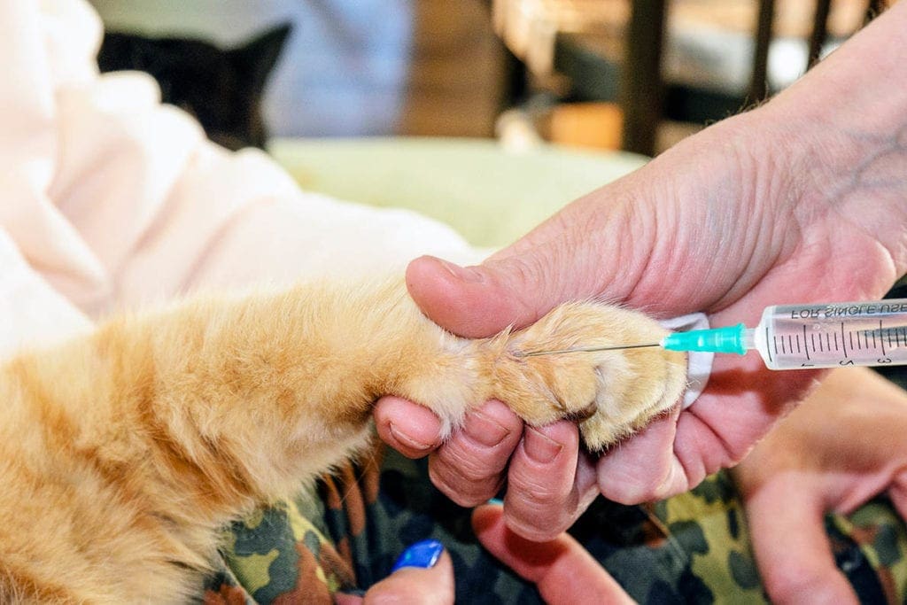 What's the Cost of Cat & Kitten Vaccinations in the UK? (Updated in 2026)