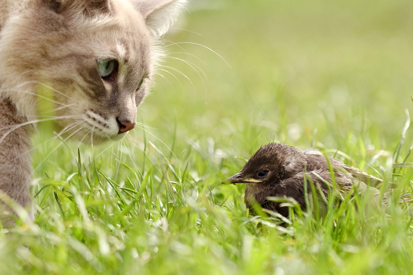 How to Keep Cats From Killing Birds: 7 Possible Ways